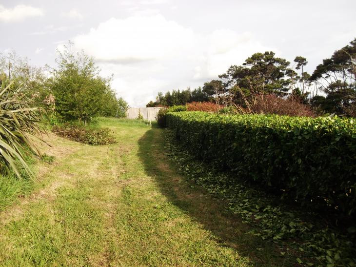 Hedge clipping in Kaukapakapa.