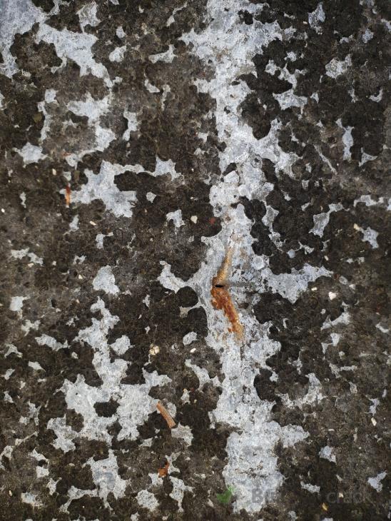 Painting decramastic roof ( 338263) Builderscrack