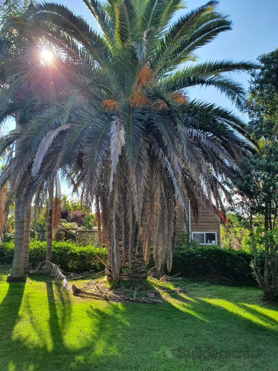 Removal of palm trees ( 358699) Builderscrack