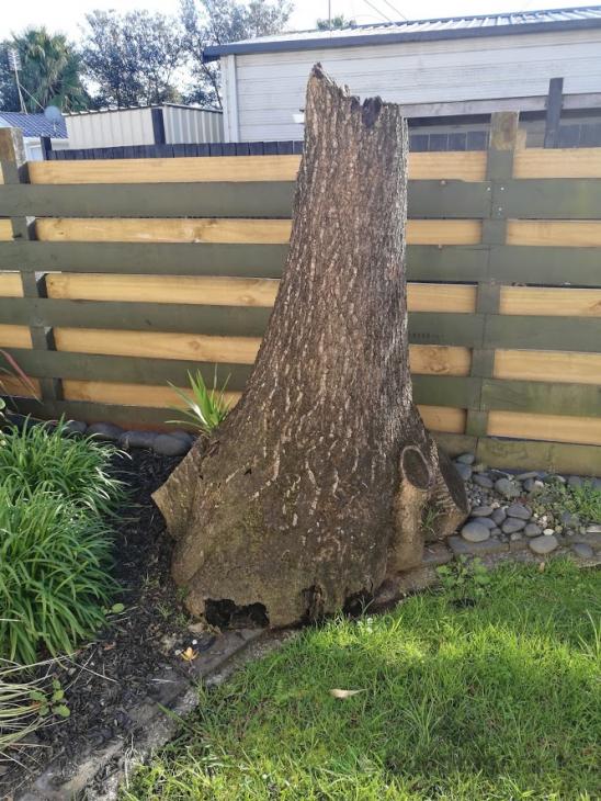 Removal of Yucca trees including stumps ( 374726) Builderscrack