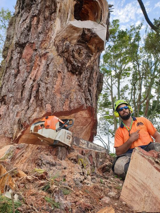 Pine removal