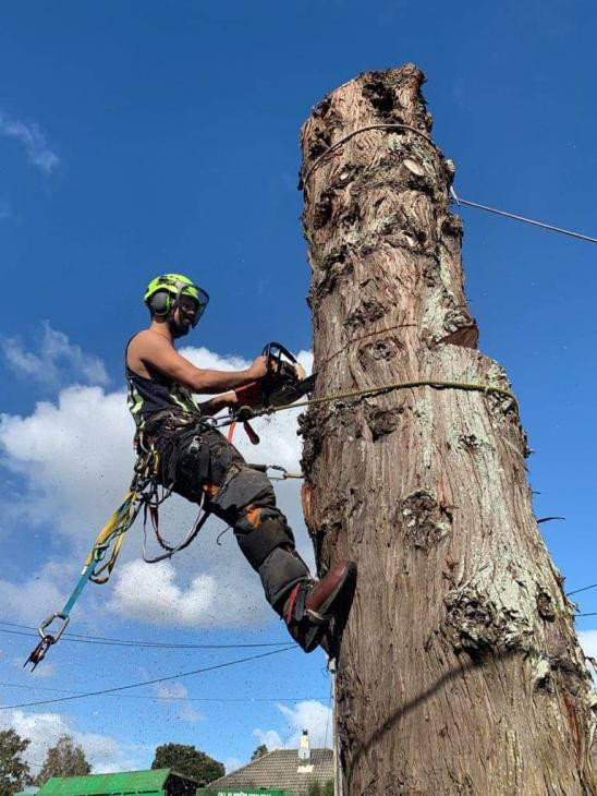 Conifer removal