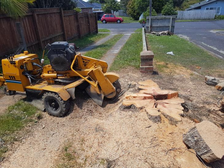 Stump grinding before