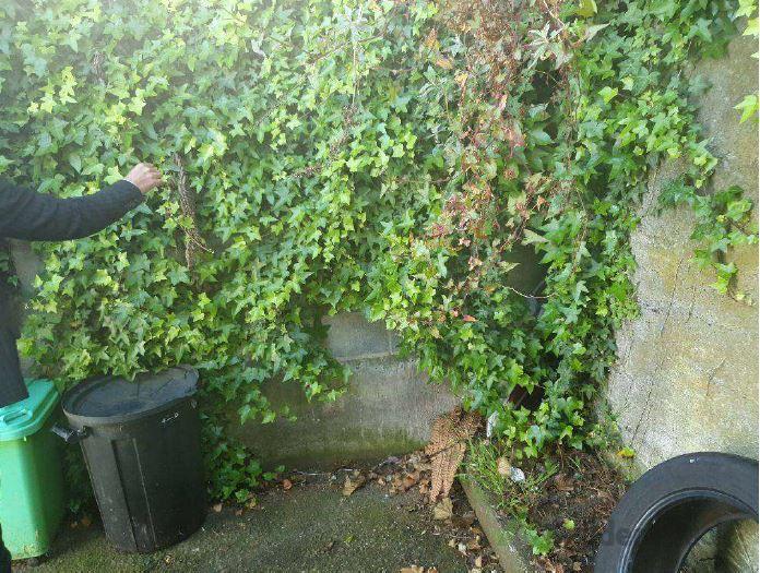 Rats living in ivy ( 419890) Builderscrack