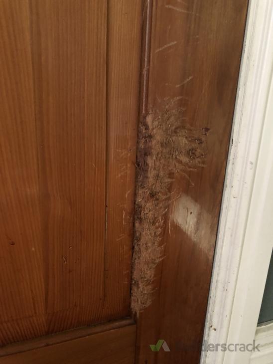 Wooden Front Door Repair ( 542927) Builderscrack