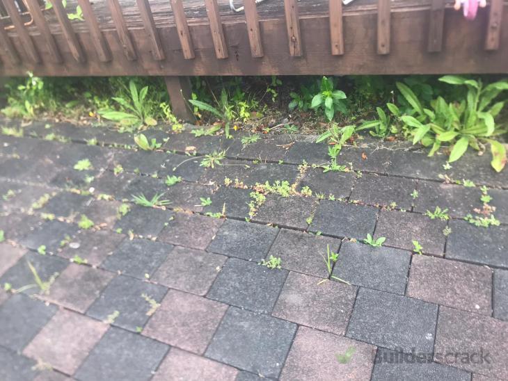 Spray weeds growing between concrete pavers ( 552494) Builderscrack