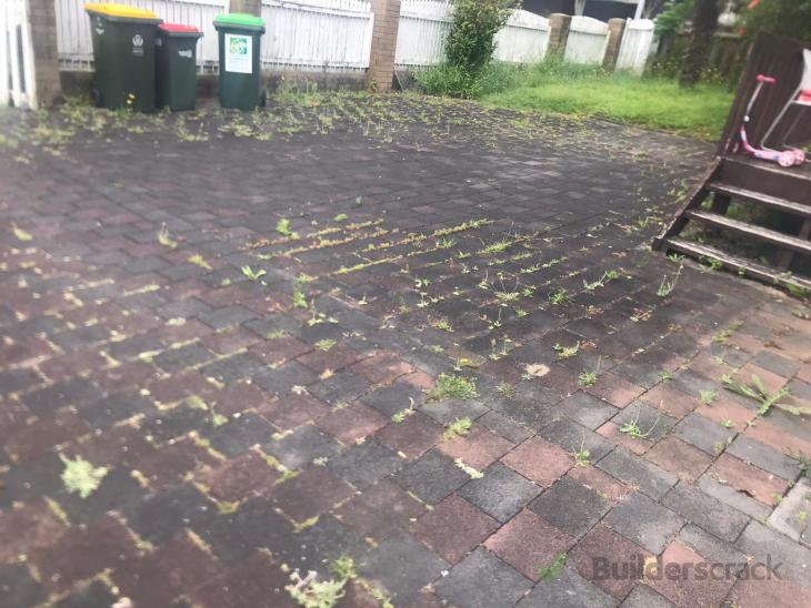 Spray weeds growing between concrete pavers ( 552494) Builderscrack