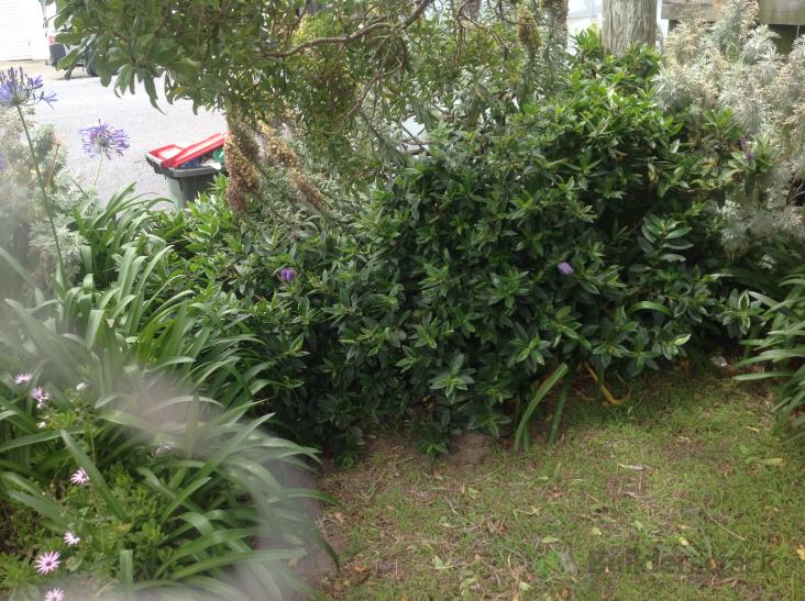 Pruning hebes and garden advice ( 553946) Builderscrack