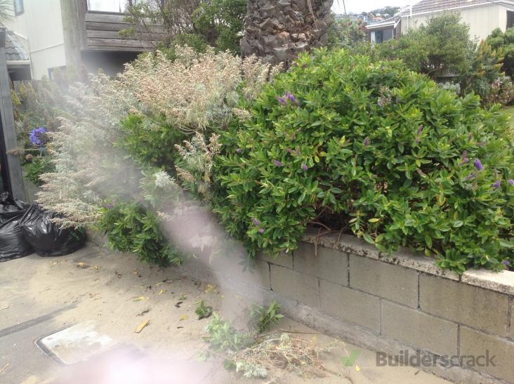 Pruning hebes and garden advice ( 553946) Builderscrack