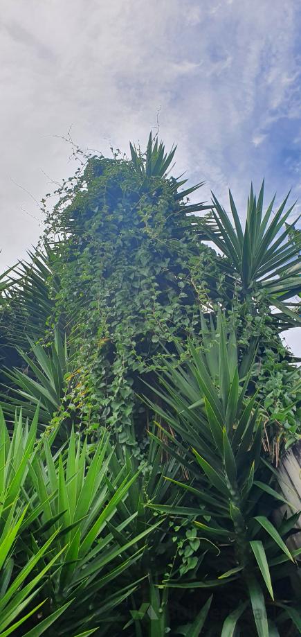 Problem weed vines (# 558828) | Builderscrack