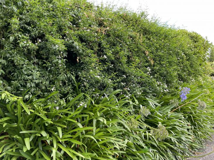 Garden maintenance ( 577337) Builderscrack