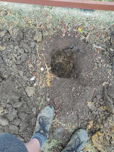 1 of 50 Holes dug for hedge planting