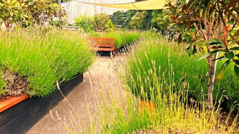 Courtyard with exposed aggrigate concrete, raised beds with formal planting plan