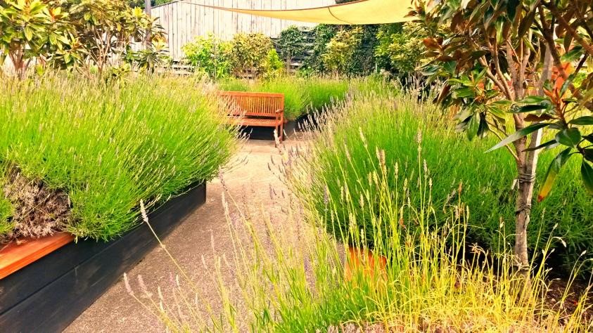 Courtyard with exposed aggrigate concrete, raised beds with formal planting plan