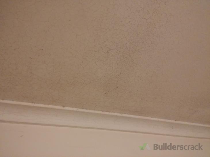 Clean mouldy carpet, walls and ceiling ( 128263) Builderscrack