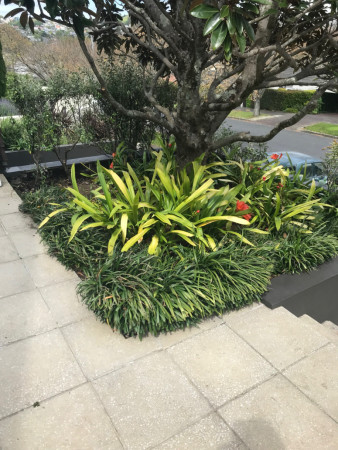 Remuera garden