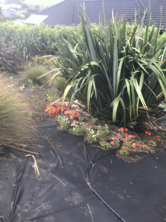 Waimauku Bank Planting