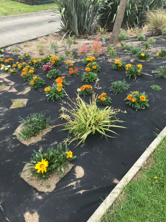 Waimauku Bank Planting