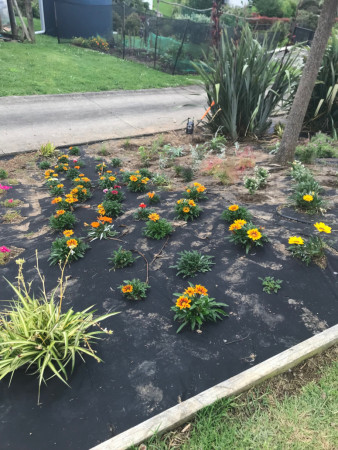 Waimauku Bank Planting