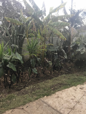 Muriwai gardens