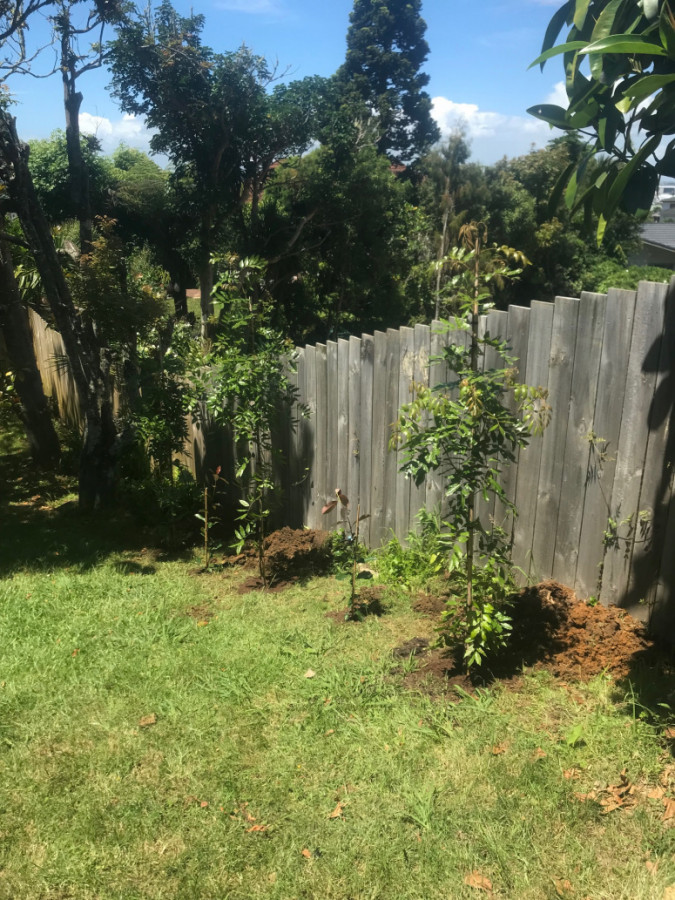 Tree Planting North shore