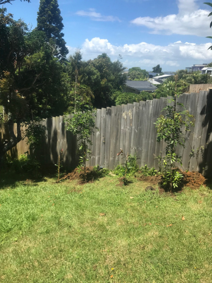 Tree Plant north shore