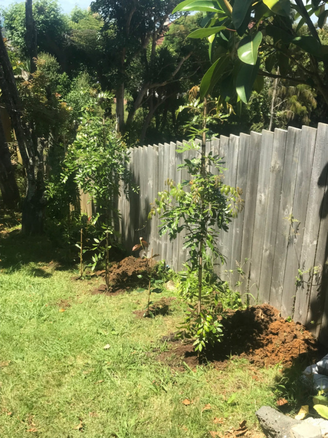 Tree Planting north shore