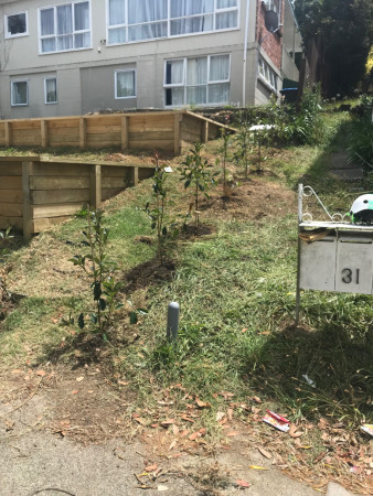 Boundary planting Meadowbank