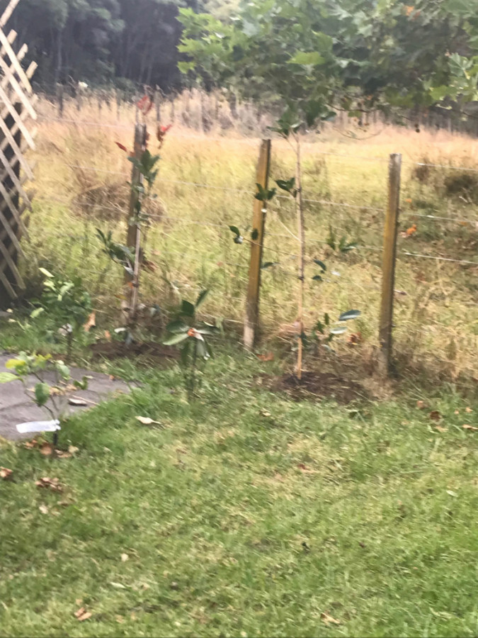 Fence line planting Waimauku