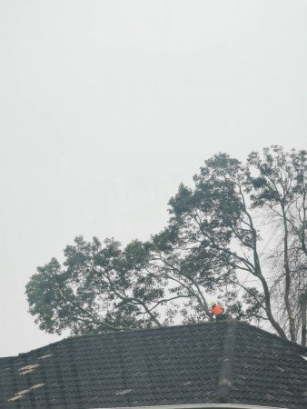 Rigging large branch over house