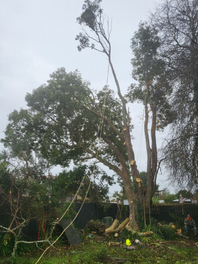 Tree midway removal