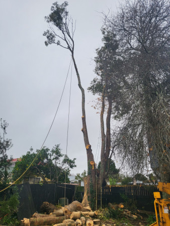 Final branch removal