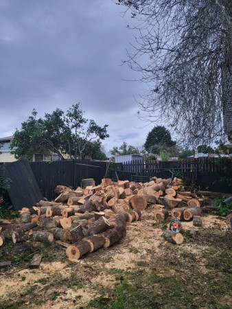 Trunk  cut down to firewood pieces